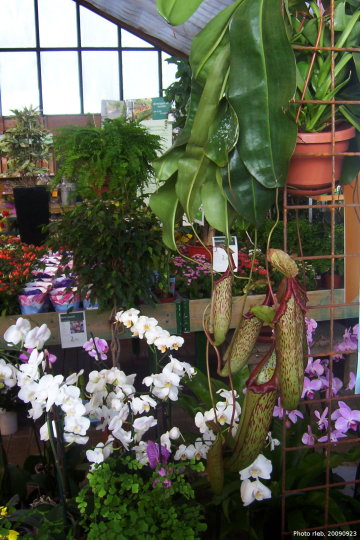 nepenthes02.jpg
