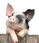 cochonou.gif